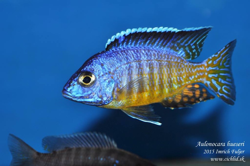 Aulonocara hueseri 'Likoma Island'